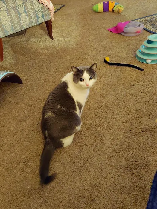 Healthy Paws of Sheboygan Picture 4