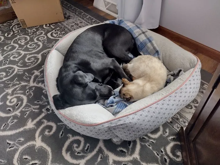 Healthy Paws of Sheboygan Picture 5