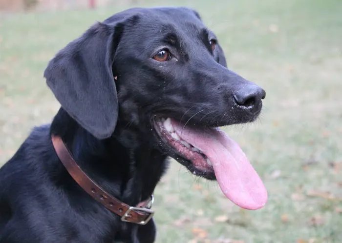 Healthy Paws of Sheboygan Picture 9