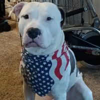 High Cliff Veterinary Services ico