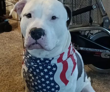 High Cliff Veterinary Services