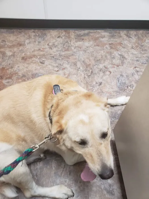 Veterinary Associates, LLC Picture 2