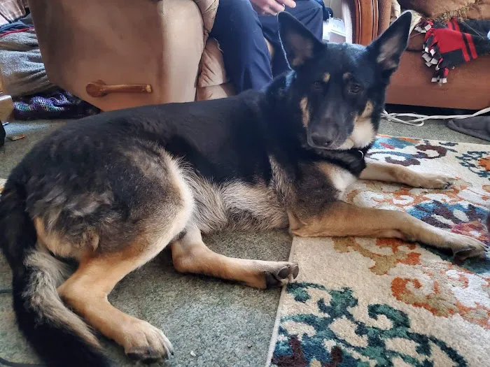 Veterinary Associates, LLC Picture 1