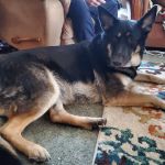 Veterinary Associates, LLC