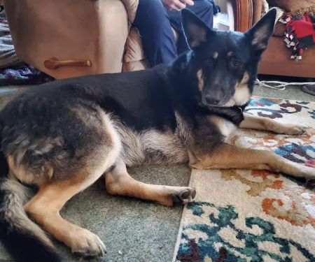 Veterinary Associates, LLC