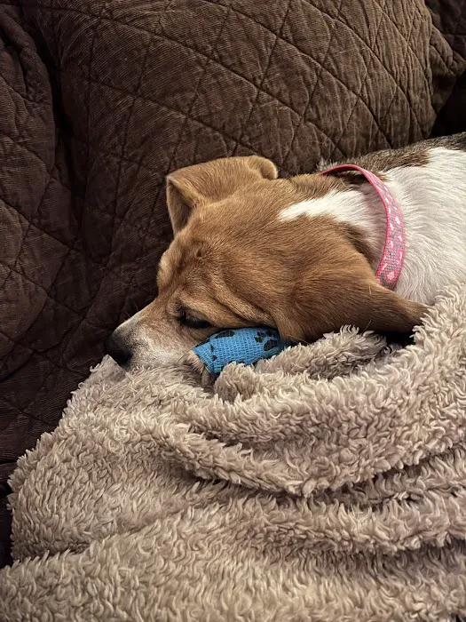 Veterinary Associates, LLC Picture 4