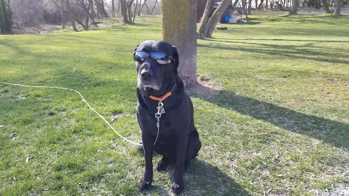 Veterinary Associates, LLC Picture 5