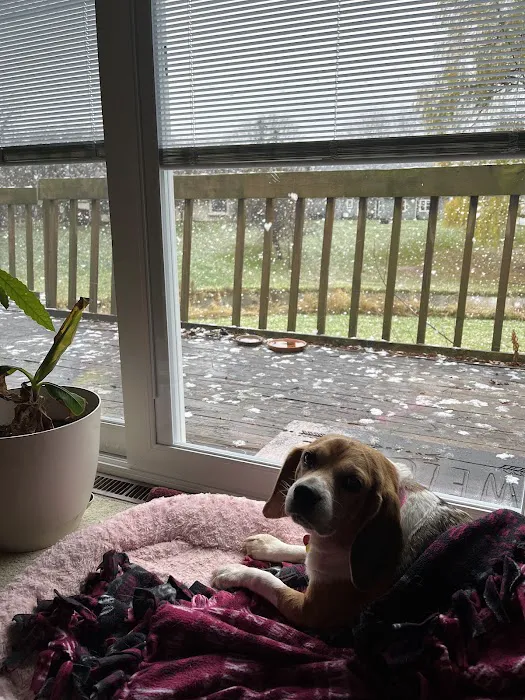 Veterinary Associates, LLC Picture 6