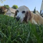 Sherwood Animal Hospital