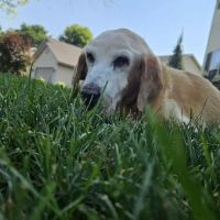 Sherwood Animal Hospital ico