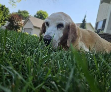 Sherwood Animal Hospital