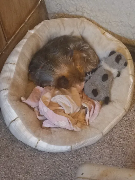 Sherwood Animal Hospital Picture 7