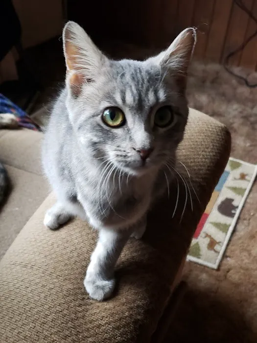 Sherwood Animal Hospital Picture 3