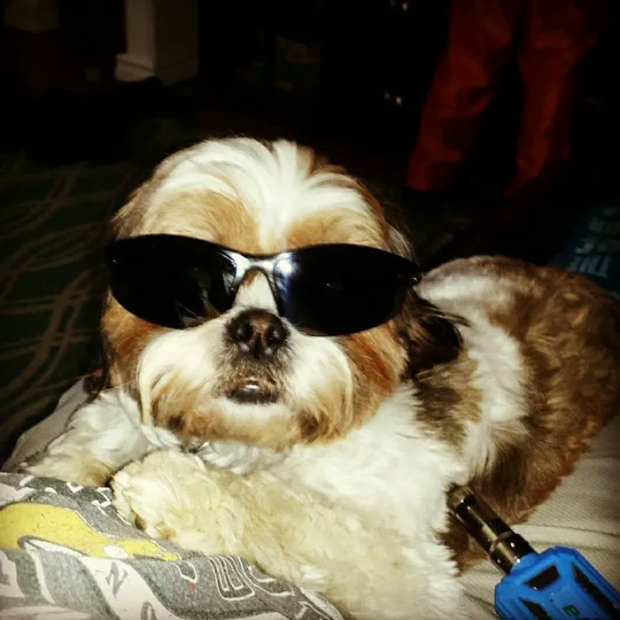 Sherwood Animal Hospital Picture 9