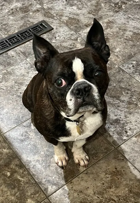 Port Veterinary Clinic Picture 1