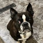 Port Veterinary Clinic