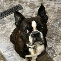 Port Veterinary Clinic ico