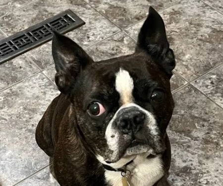 Port Veterinary Clinic