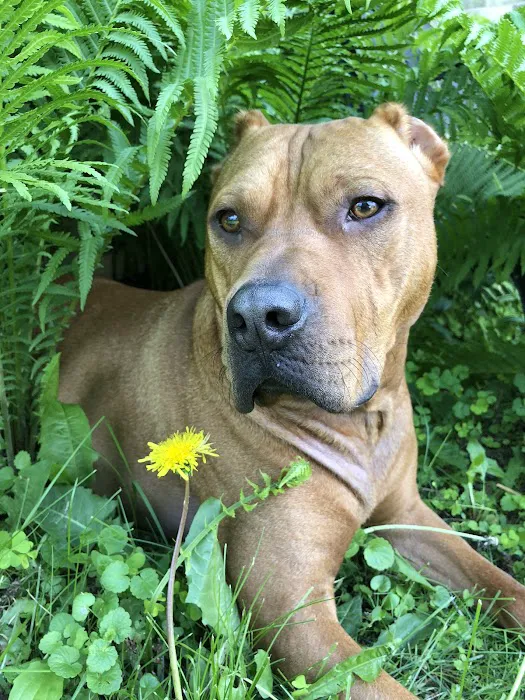 Port Veterinary Clinic Picture 4