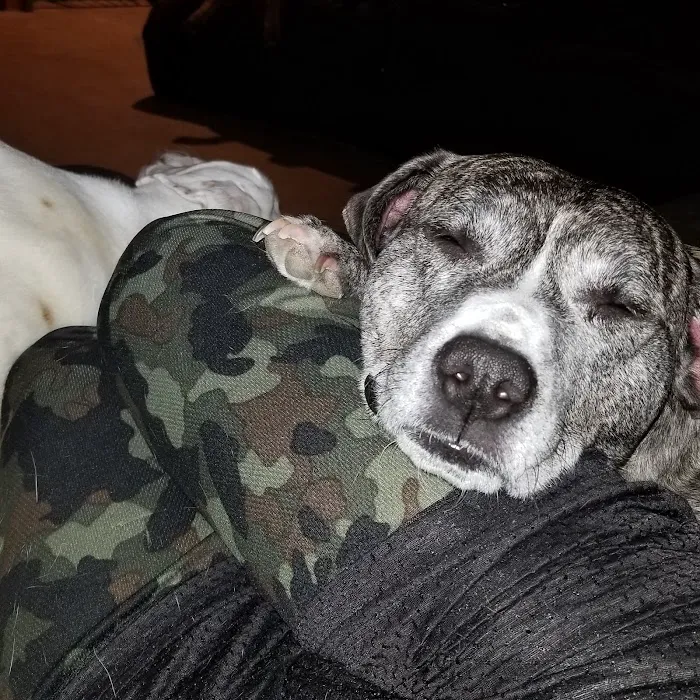 Port Veterinary Clinic Picture 10