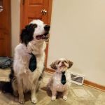 The Little Animal Hospital