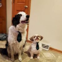 The Little Animal Hospital ico