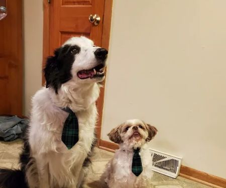 The Little Animal Hospital