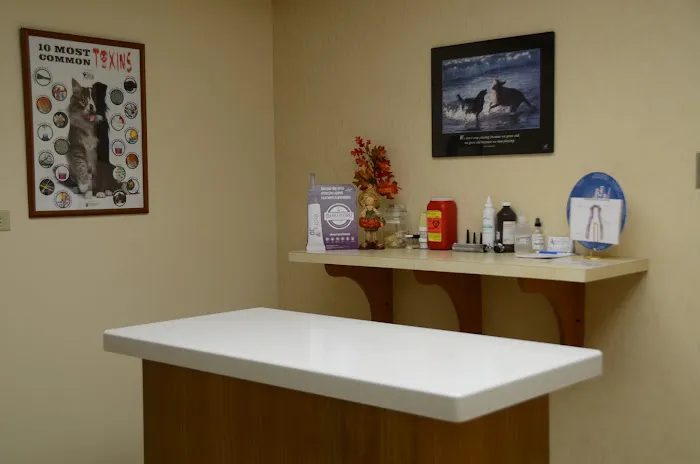 The Little Animal Hospital Picture 9