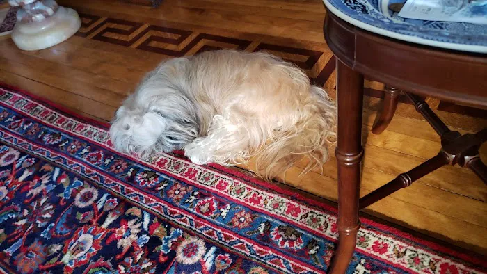 The Little Animal Hospital SC: Charlotte Little DVM Picture 1