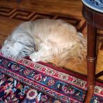 The Little Animal Hospital SC: Charlotte Little DVM