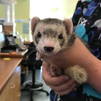 Best Friends Veterinary Center ico