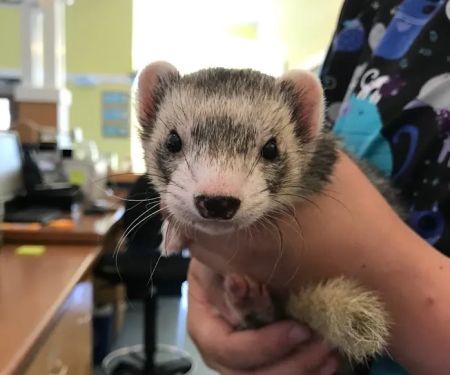 Best Friends Veterinary Center