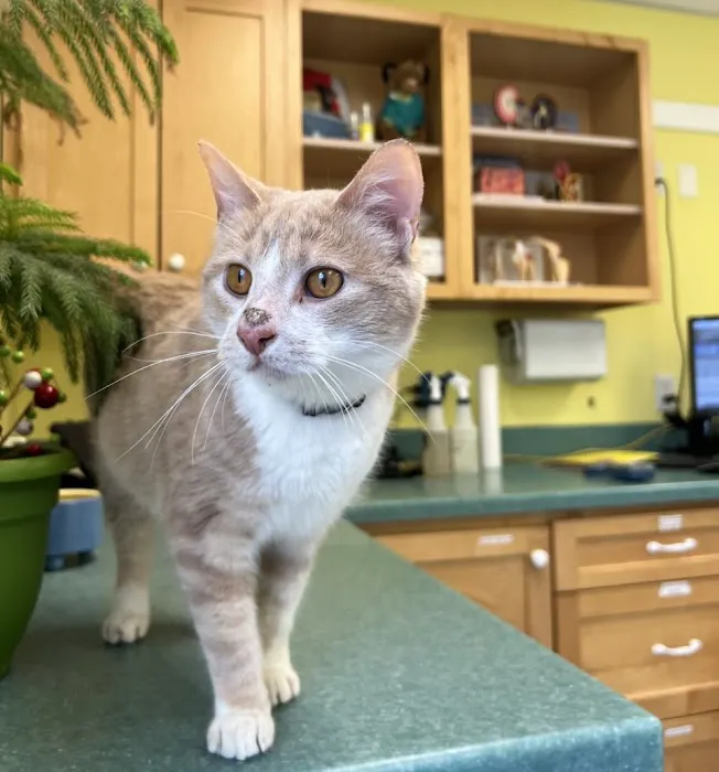 Best Friends Veterinary Center Picture 3