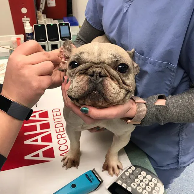 Best Friends Veterinary Center Picture 8