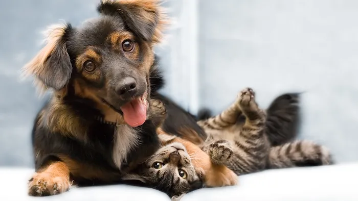 Best Friends Veterinary Center Picture 9