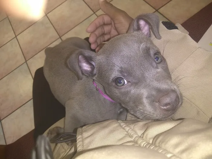 ADVANCED VETERINARY CARE CLINIC Picture 1