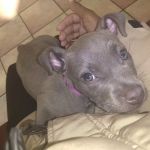 ADVANCED VETERINARY CARE CLINIC