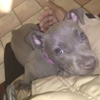 ADVANCED VETERINARY CARE CLINIC ico