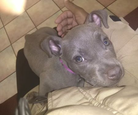 ADVANCED VETERINARY CARE CLINIC