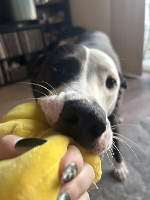 ADVANCED VETERINARY CARE CLINIC Picture 4