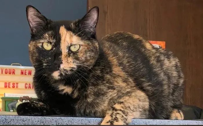 ADVANCED VETERINARY CARE CLINIC Picture 3