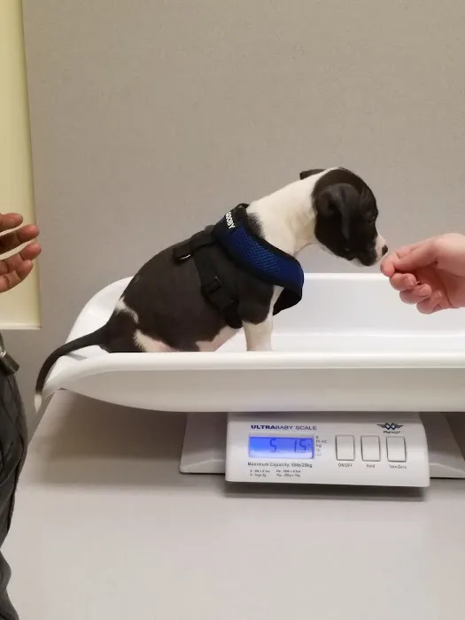 ADVANCED VETERINARY CARE CLINIC Picture 5