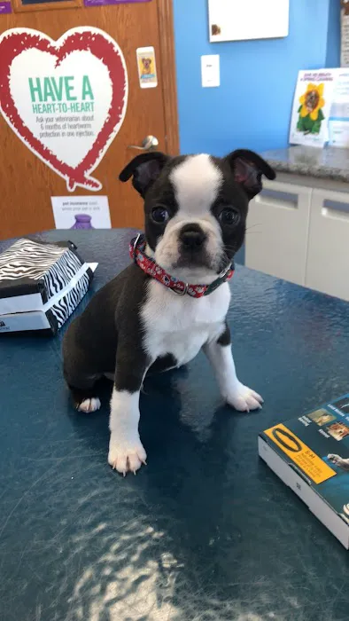 ADVANCED VETERINARY CARE CLINIC Picture 6