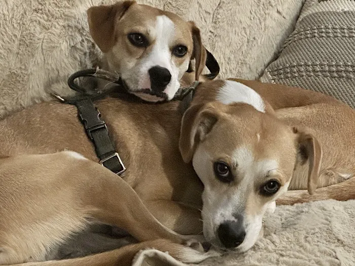 Thiensville-Mequon Small Animal Clinic Picture 1