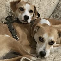 Thiensville-Mequon Small Animal Clinic ico