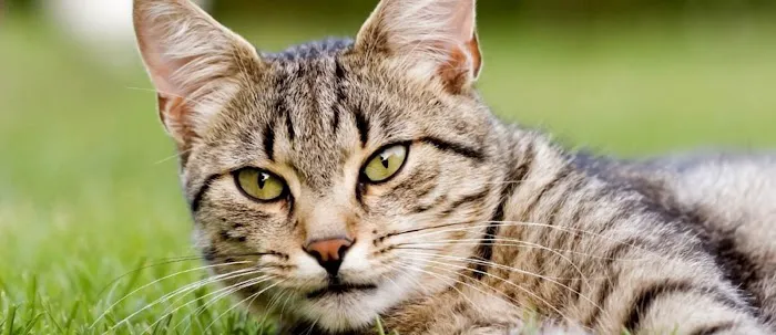 Thiensville-Mequon Small Animal Clinic Picture 2