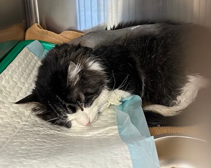 Wisconsin Veterinary Neurology & Surgical Center Picture 3