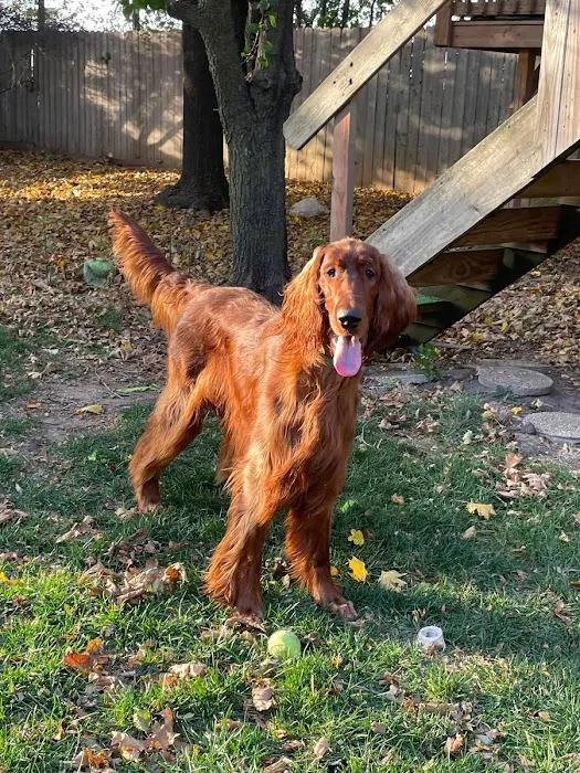 Wisconsin Veterinary Neurology & Surgical Center Picture 4
