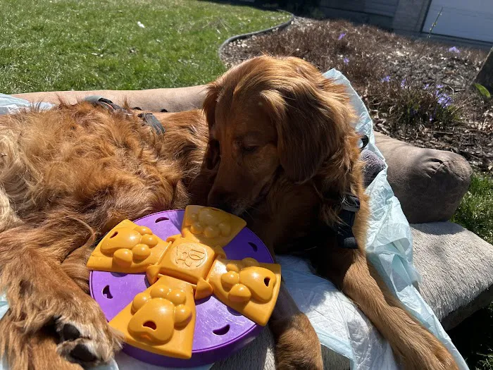 Wisconsin Veterinary Neurology & Surgical Center Picture 5