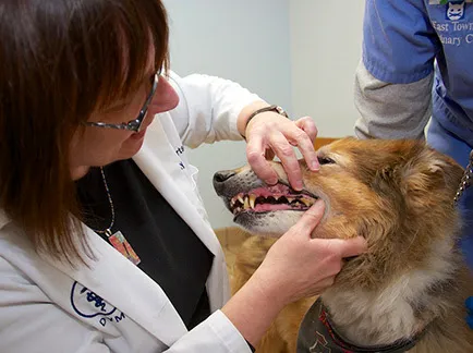 East Towne Veterinary Clinic Picture 1